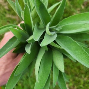 Sage
