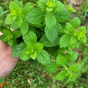 Lemon balm