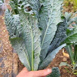Kale