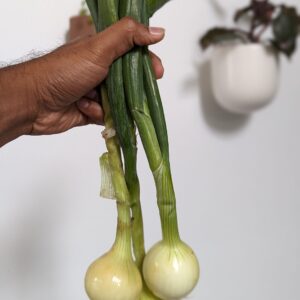 Onion