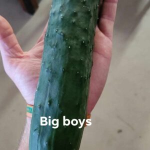 Cucumber
