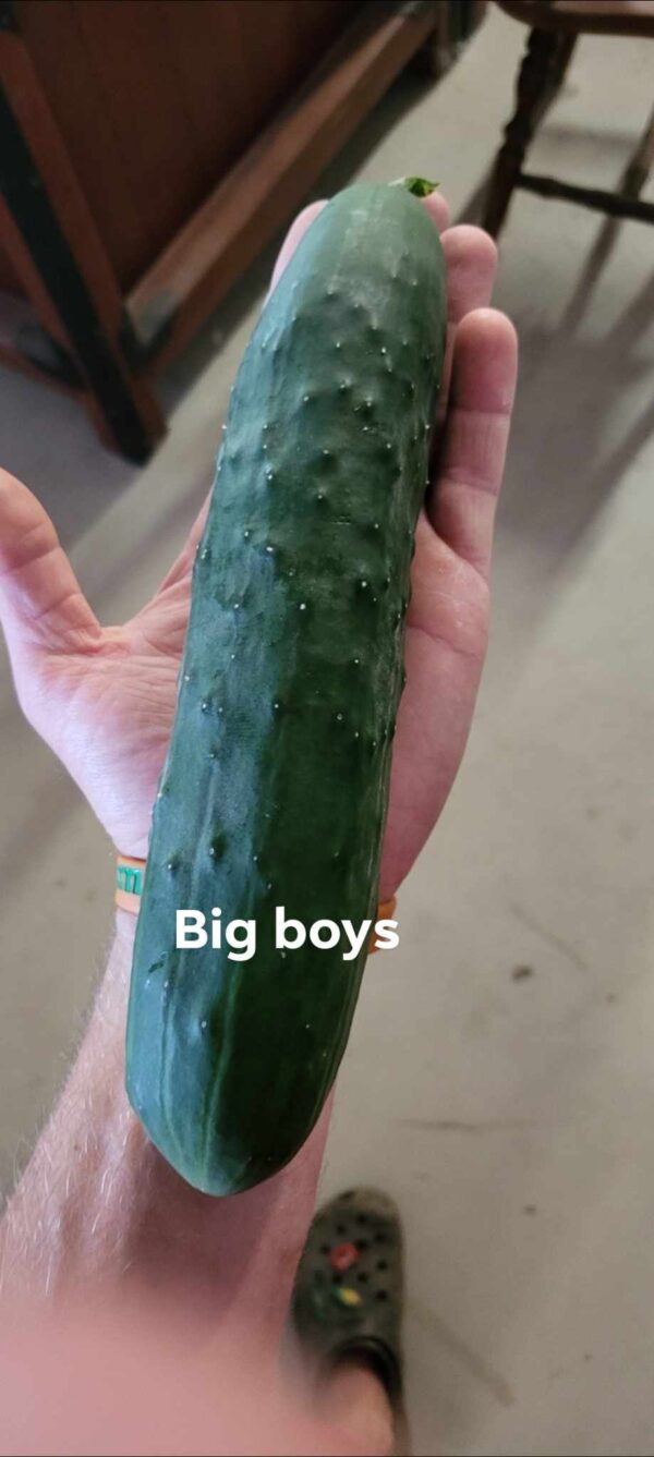 Cucumber